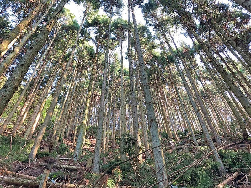 株式会社南河内林業 活動実積