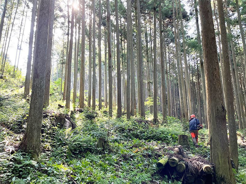 南河内林業 事業内容